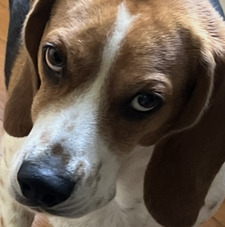 Claire Armetta McCloskey