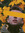 Zøfia 987