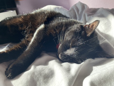 char ₊˚ʚ ᗢ₊˚✧ ﾟ.