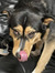 Nixie