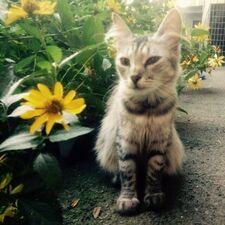 stella₊✩౨ৎ˚₊⋆｡‧₊