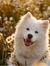 Samoyed...