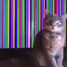 zach "dscohead" wooton