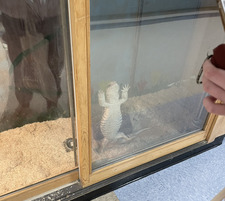 pascalethechameleon