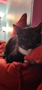 Milly