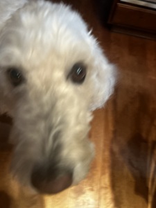 Jacob