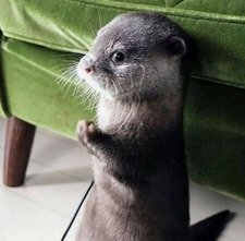 Lillian Harding-Reader