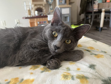 Bella