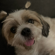 Bel