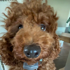 Alisa Tangmunarunkit