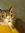 _jinglebels