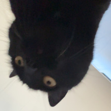 Og ekte spiller reader