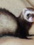 Ferret ...