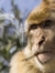 Monkey Joe