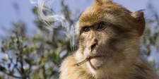 Monkey Joe