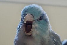 Charlie