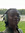 Eloïse