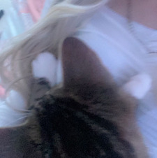 tay