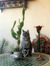 BlueCat