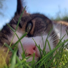 Finn