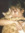 Florencia-Beatriz