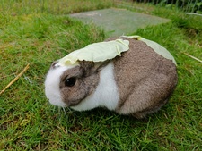 Alexander Robberechts