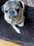 Tallulah