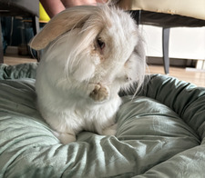 Danique
