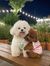 Coton