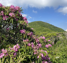 Mandalyn Middlebrook