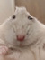 Ham