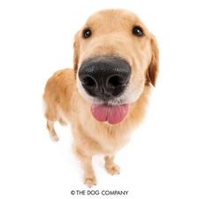 elliot