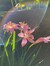belle