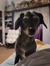 Merri