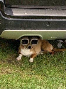 Emocjonalna Ekshibicja