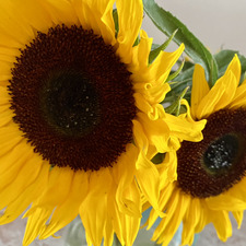 Josephine Giannarapis