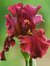 Iris Pel