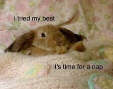 Bun