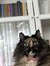 Hande