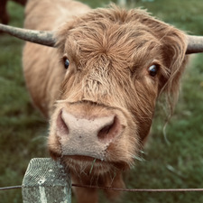 Tammy Thomson Wilkinson 