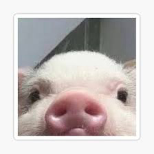 Tim