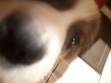 Dini