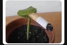Coryyyolis