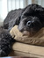 Romy
