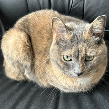 marya