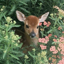 emma °❀⋆.ೃ࿔*:･