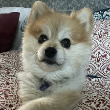 Vicki