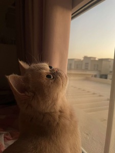 Hania