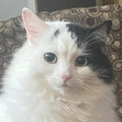 Hailey