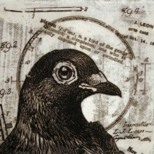 Pidge ⋆ ⁺ ₊ ⋆ ☾ ⋆ ⁺ ₊ ⋆